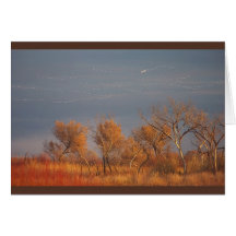 Bosque del Apache NWR Card