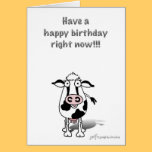 Bossie birthday cow! cards