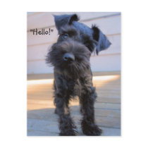 Bossy Little Miniature Schnauzer Puppy Postcard