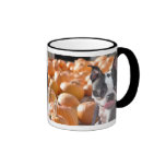 Boston dans la tasse de correction de citrouille