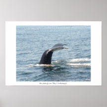 Boston Harbour Whale - Colour Print