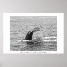 Boston Harbour Whale Print