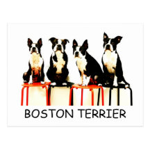 BOSTON TERRIER 葉書き