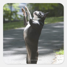 Boston Terrier 2 Square Stickers