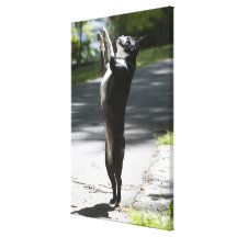 Boston Terrier 2 Stretched Canvas Prints