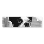 Boston Terrier Bumper Sticker