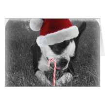 Boston terrier candy cane christmas card