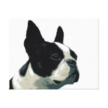 Boston Terrier Stretched Canvas Prints