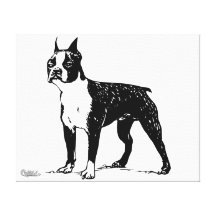 Boston Terrier Canvas Prints