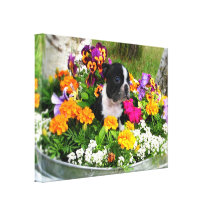 Boston Terrier Canvas Prints
