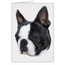 Boston Terrier Cards