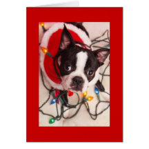 Boston Terrier Christmas Lights Santa Greeting Car Greeting Card