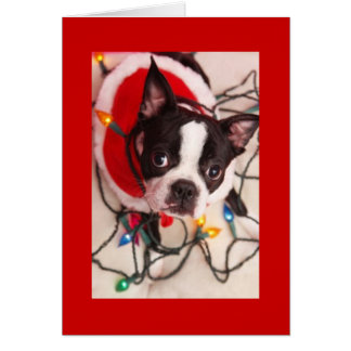 boston terrier gifts t shirts art posters other gift boston terrier gifts t shirts art posters other gift