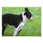 Boston Terrier dog Art Photo