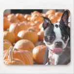 Boston Terrier Dog in Pumpkin Patch Mousepad
