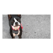 Boston Terrier Dog Photo Cards