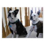 Boston Terrier dogs Photo