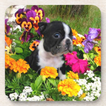 Boston terrier drink coaster