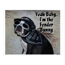 Boston Terrier:  Fender Bunny Postcards