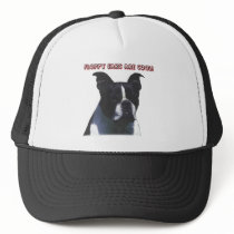 Boston Terrier:  Floppy Ears are Cool! Hats