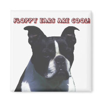 Boston Terrier:  Floppy Ears are Cool! Fridge Magnets