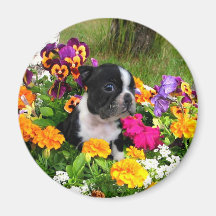 Boston Terrier Fridge Magnet