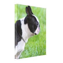 Boston Terrier gallery wrap canvas print