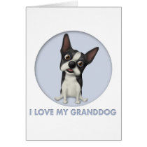 Boston Terrier Granddog