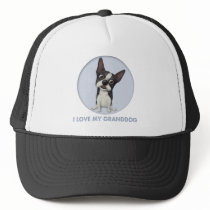 Boston Terrier Granddog