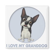 Boston Terrier Granddog