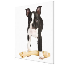 Boston terrier guarding twisty bone canvas print