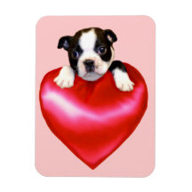 Boston terrier heart rectangle magnet
