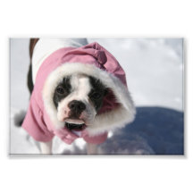 Boston Terrier in Snow Photo Art