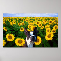 Boston terrier in Sunflowers canvas print