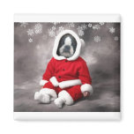 BOSTON TERRIER IN XMAS OUTFIT magnets