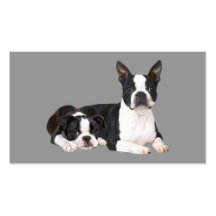Boston Terrier Lover Business Card