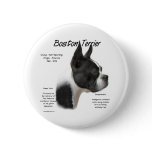 Boston Terrier Meet the Breed - Button
