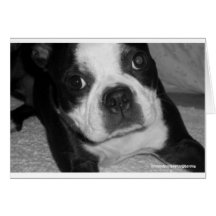 Boston Terrier Pet Sympathy Cards