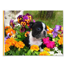 Boston terrier art photo