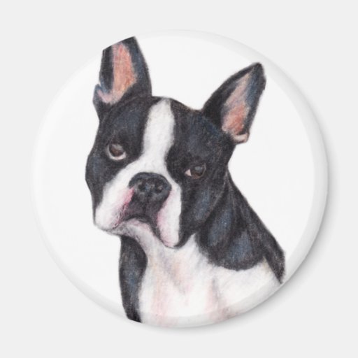 Boston Terrier Portrait Magnets