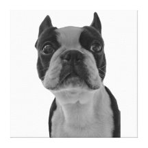 Boston Terrier Poster Stretched Canvas Prints