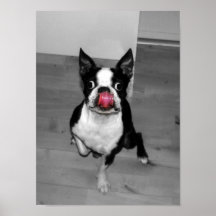 Boston Terrier Posters