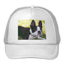 Boston Terrier Pup Baseball Hat
