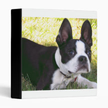 Boston Terrier Pup Binder