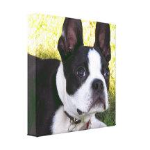 Boston Terrier Pup Canvas Print