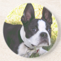 Boston Terrier Pup Coaster