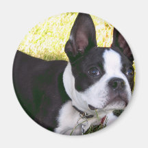 Boston Terrier Pup Magnet