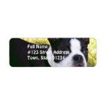 Boston Terrier Pup Mailing Labels labels