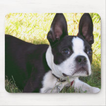 Boston Terrier Pup Mouse Pad