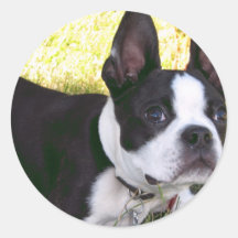 Boston Terrier Pup Stickers